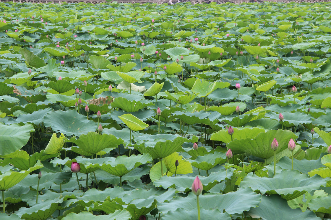 夏日池塘荷花风景图片