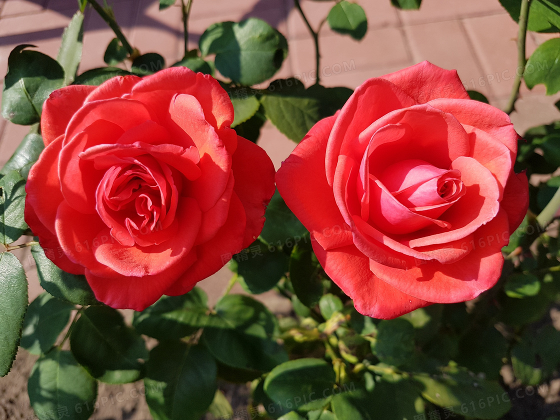 浪漫红玫瑰花朵图片
