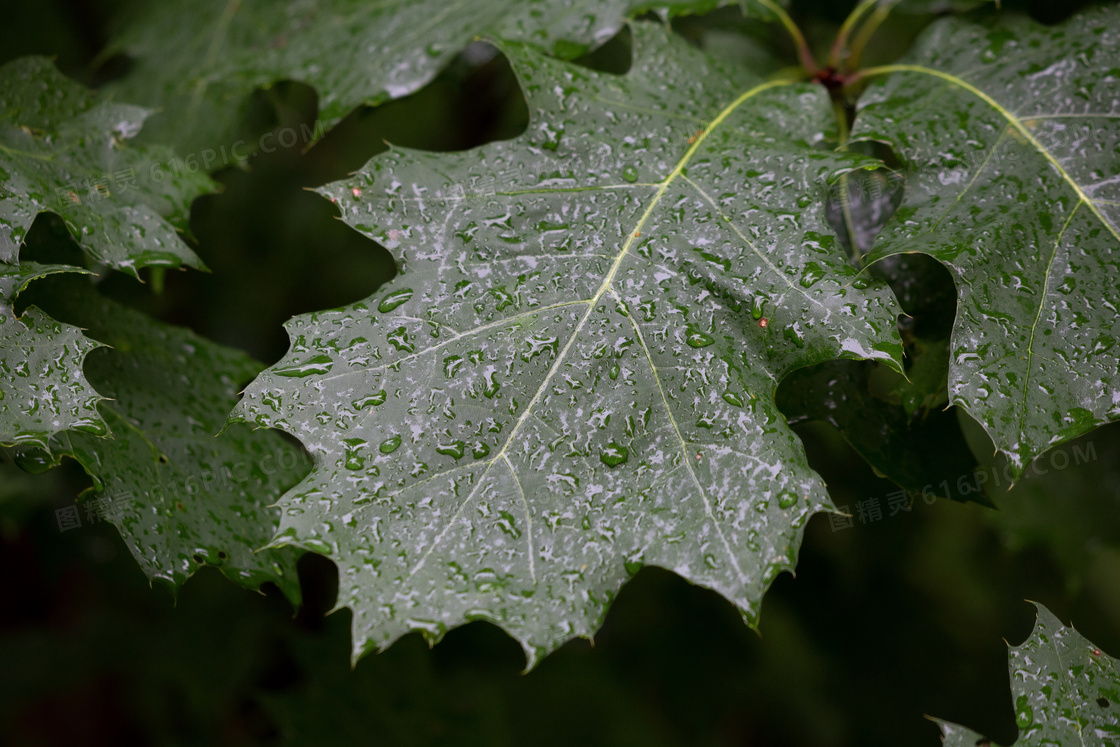 雨珠图片梧桐叶图片