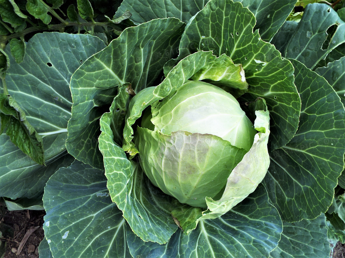蔬菜百科之卷心菜怎么吃最有营养？