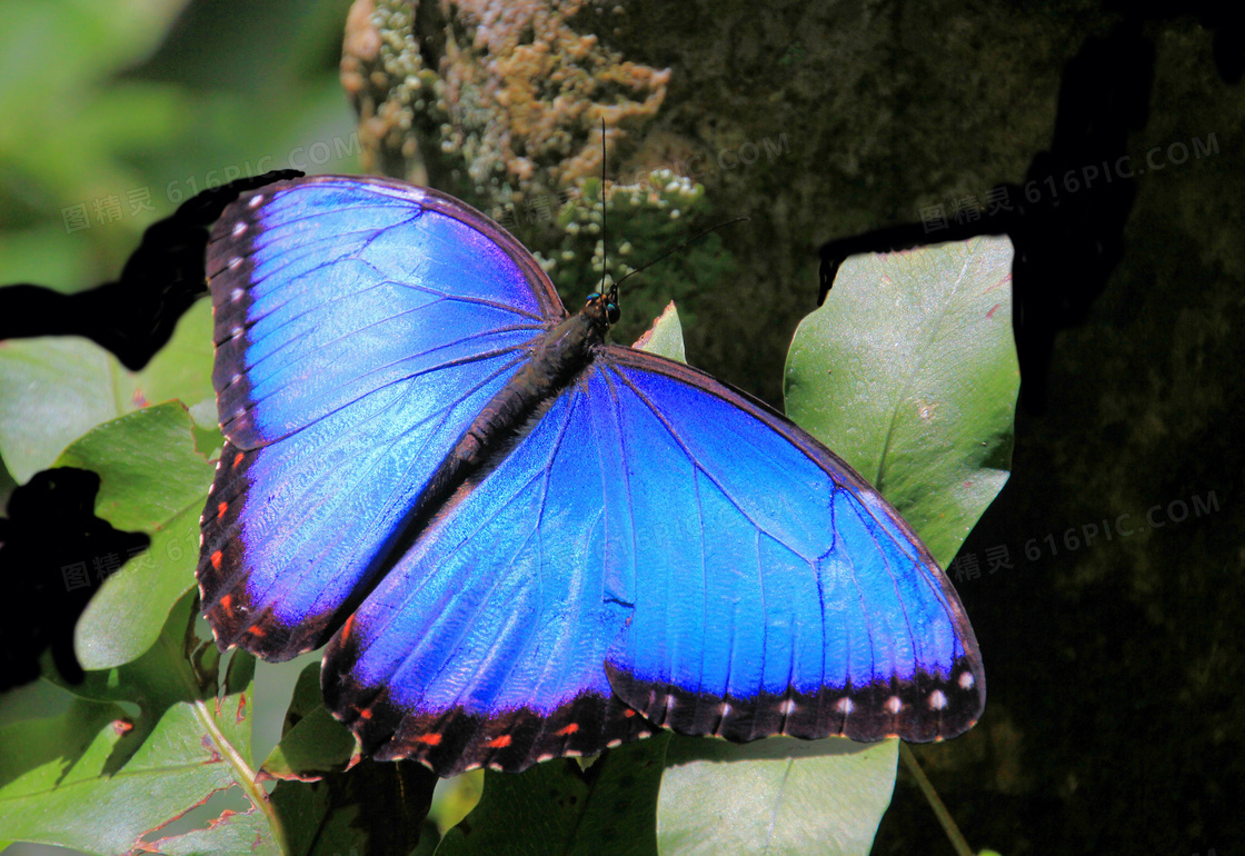 飞舞的蓝蝴蝶图片素材-编号30457775-图行天下
