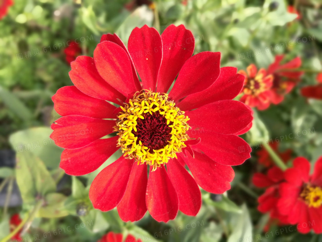红色花朵微距摄影图片