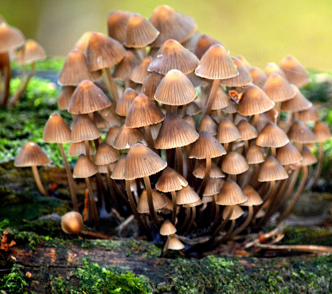 自然小蘑菇图片