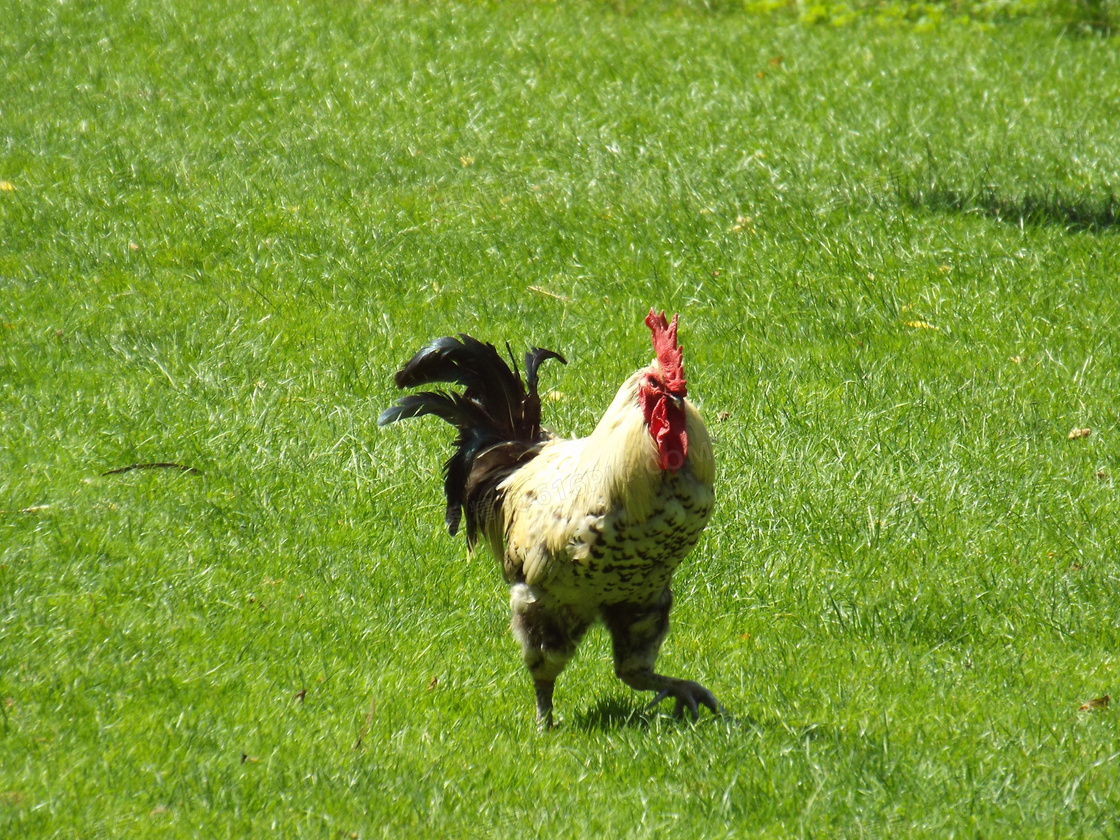 草地上大公鸡摄影图片