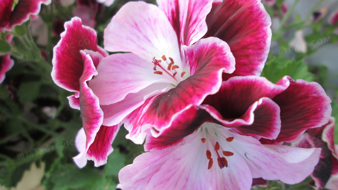 高清粉红色花朵图片