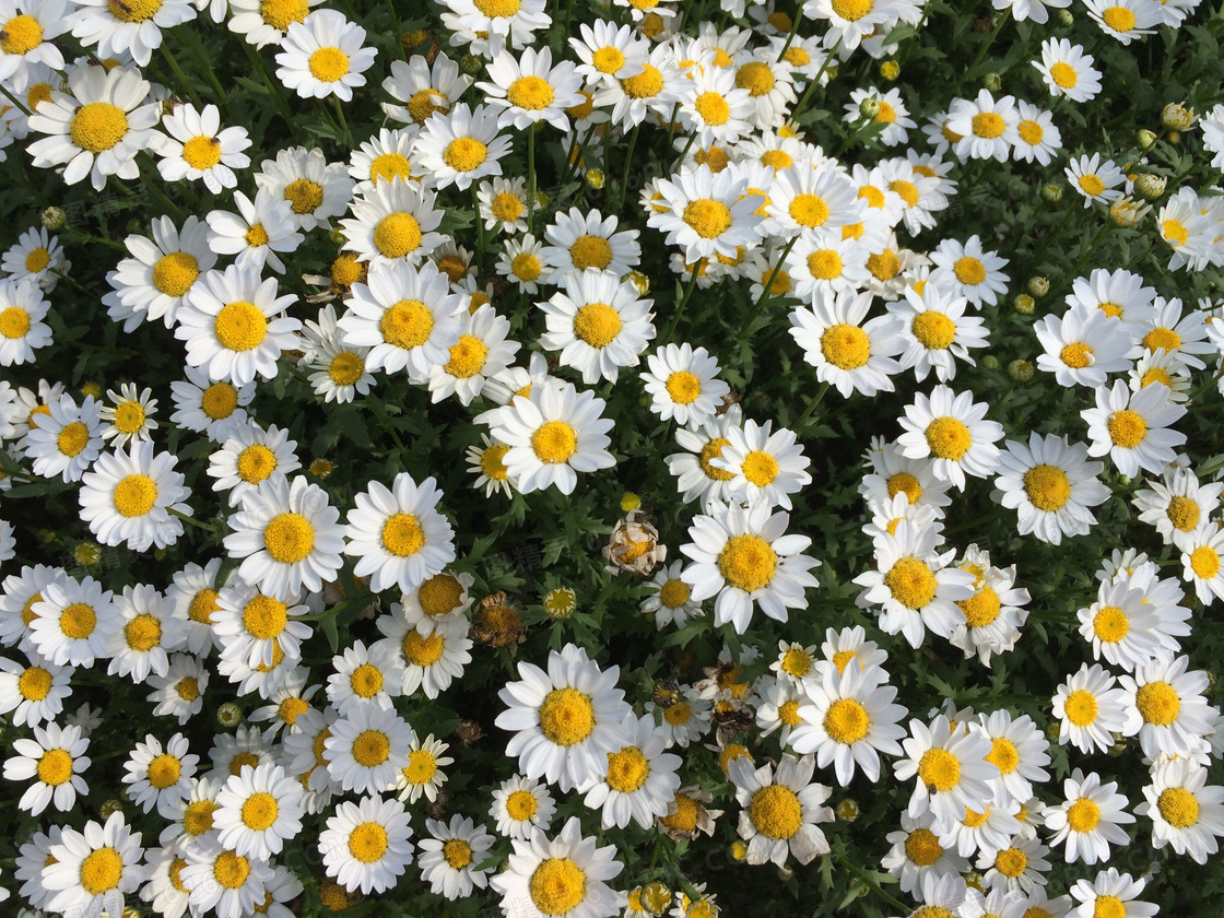 盛开白色野菊花图片