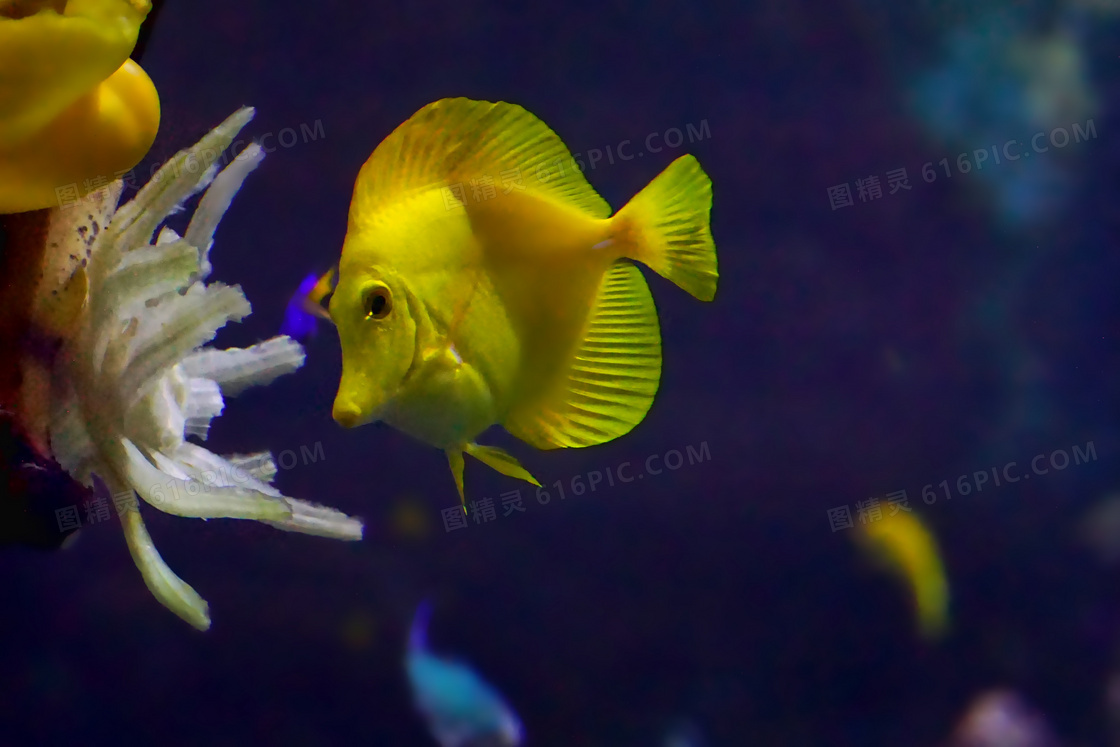 海洋黄色小鱼图片