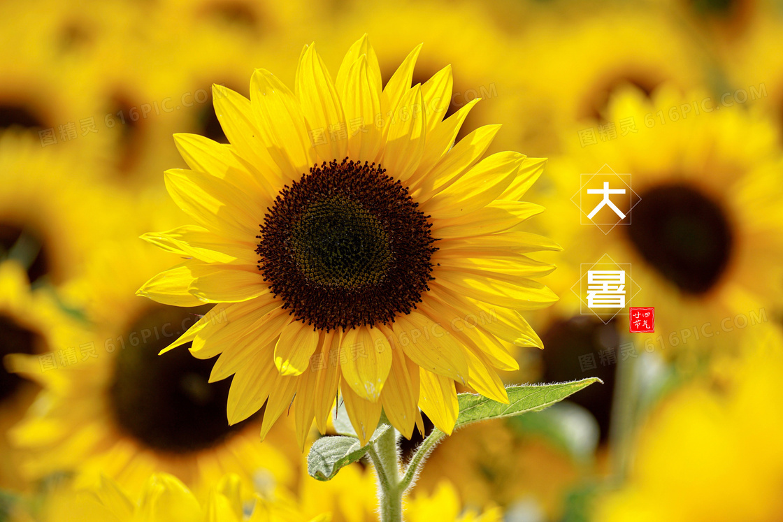 大暑向日葵摄影图