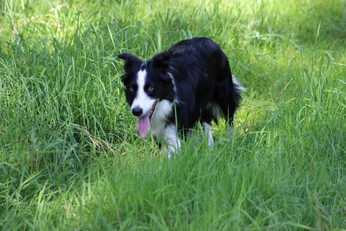 綠草地邊境牧羊犬圖片