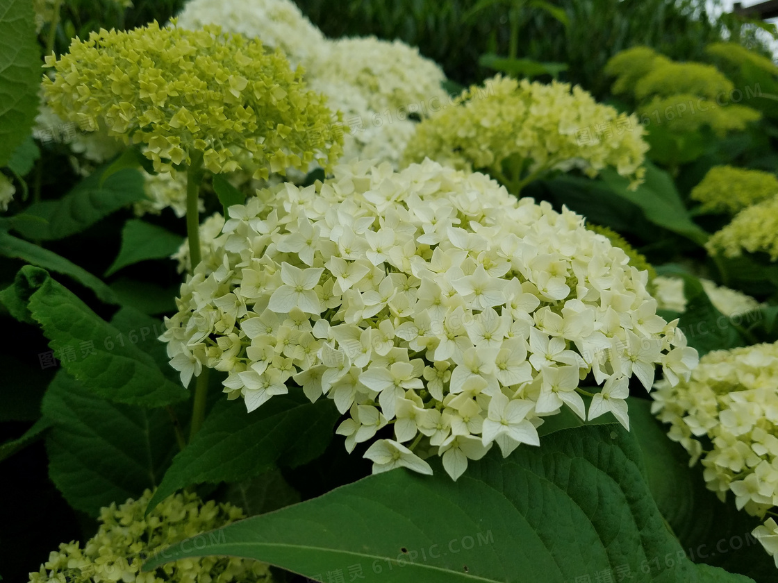 绣球开花图片