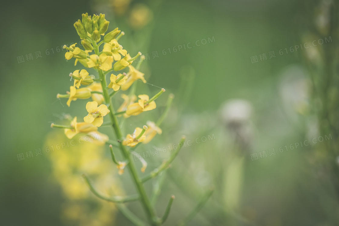 小清新油菜花图片 小清新油菜花图片大全