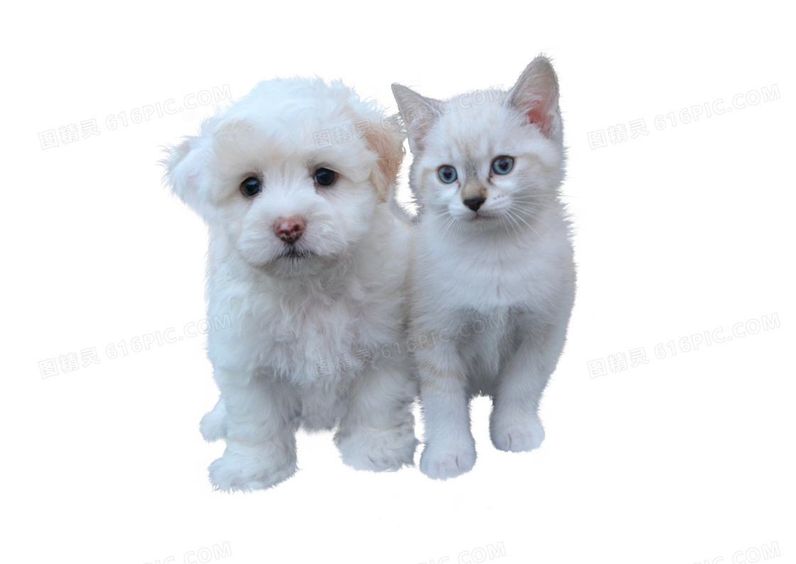 可爱白色小猫小狗图片