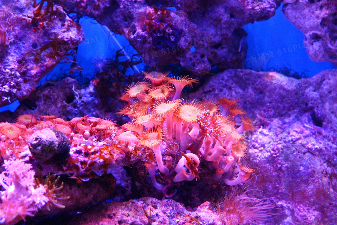 海洋水族馆珊瑚礁图片