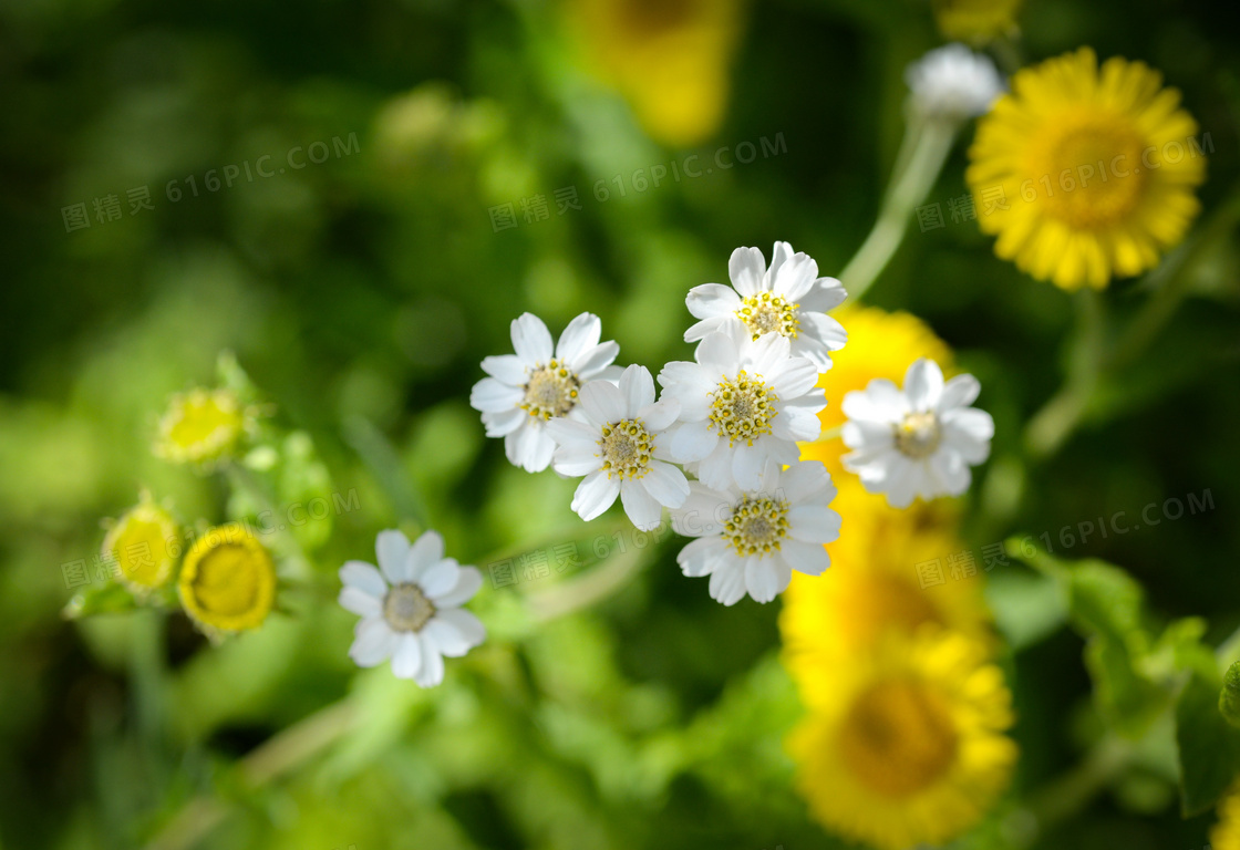 白色小雏菊花朵图片