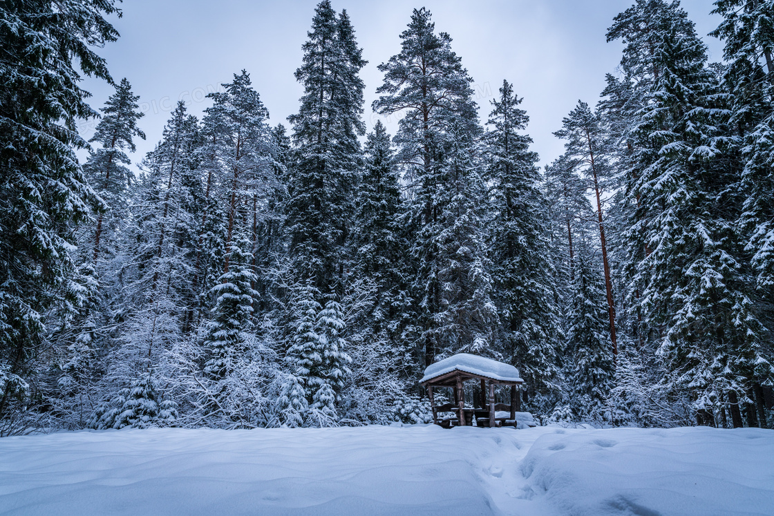 晴天森林雪景图片唯美