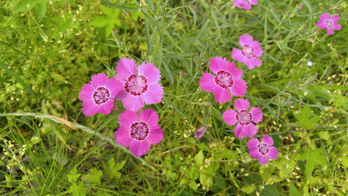 野生石竹花图片