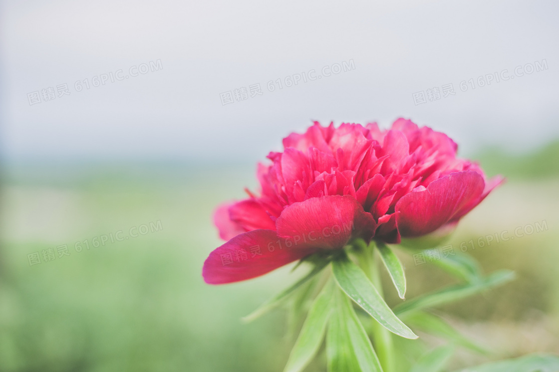 红色牡丹花唯美图片 红色牡丹花唯美图片素材