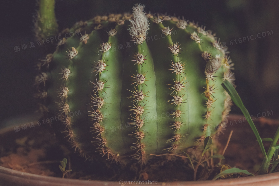 仙人球植物盆栽图片