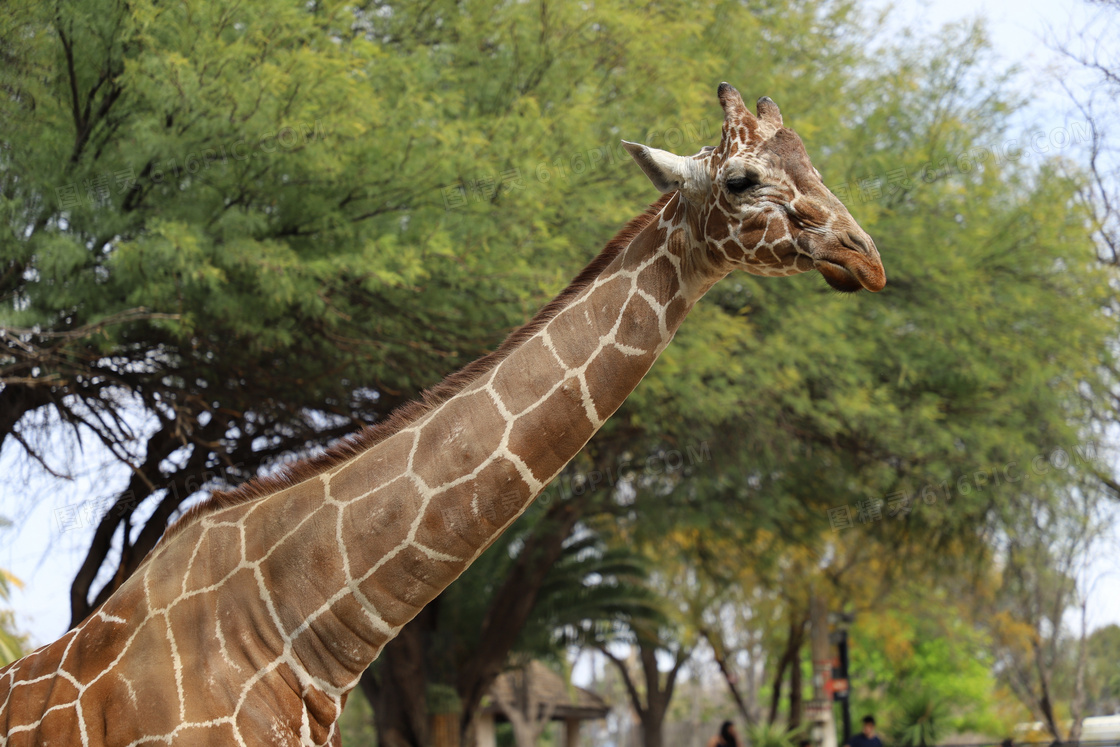 动物园长颈鹿高清图片