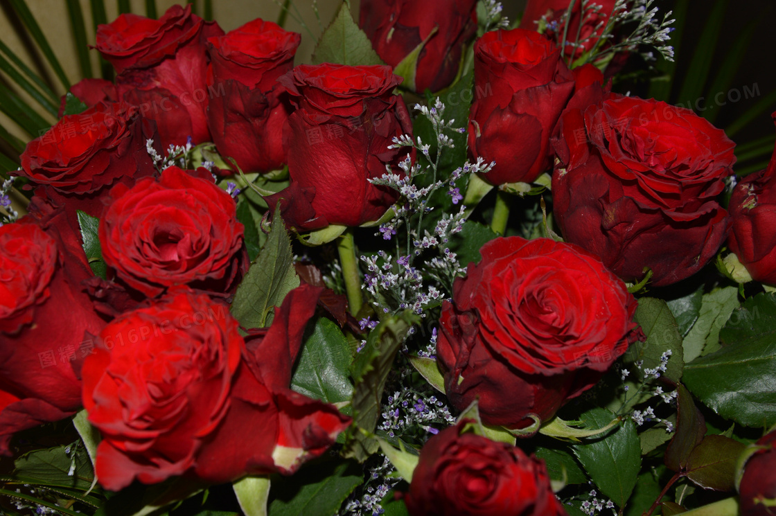 火红玫瑰花束图片