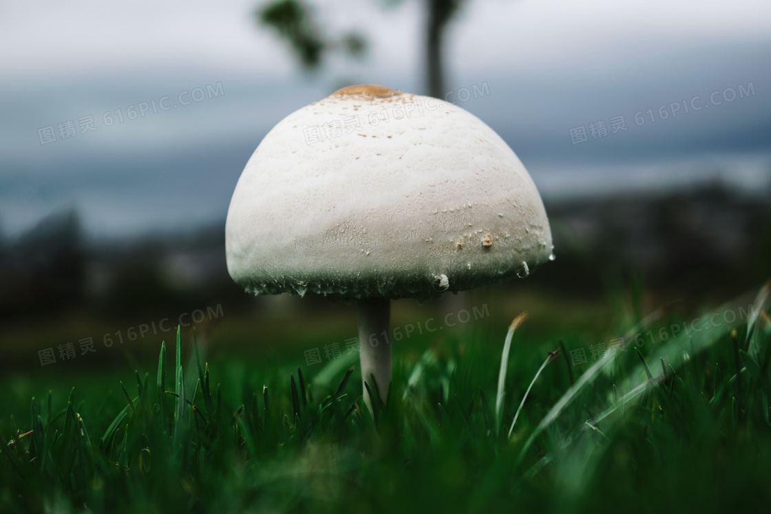 草地野生蘑菇图片