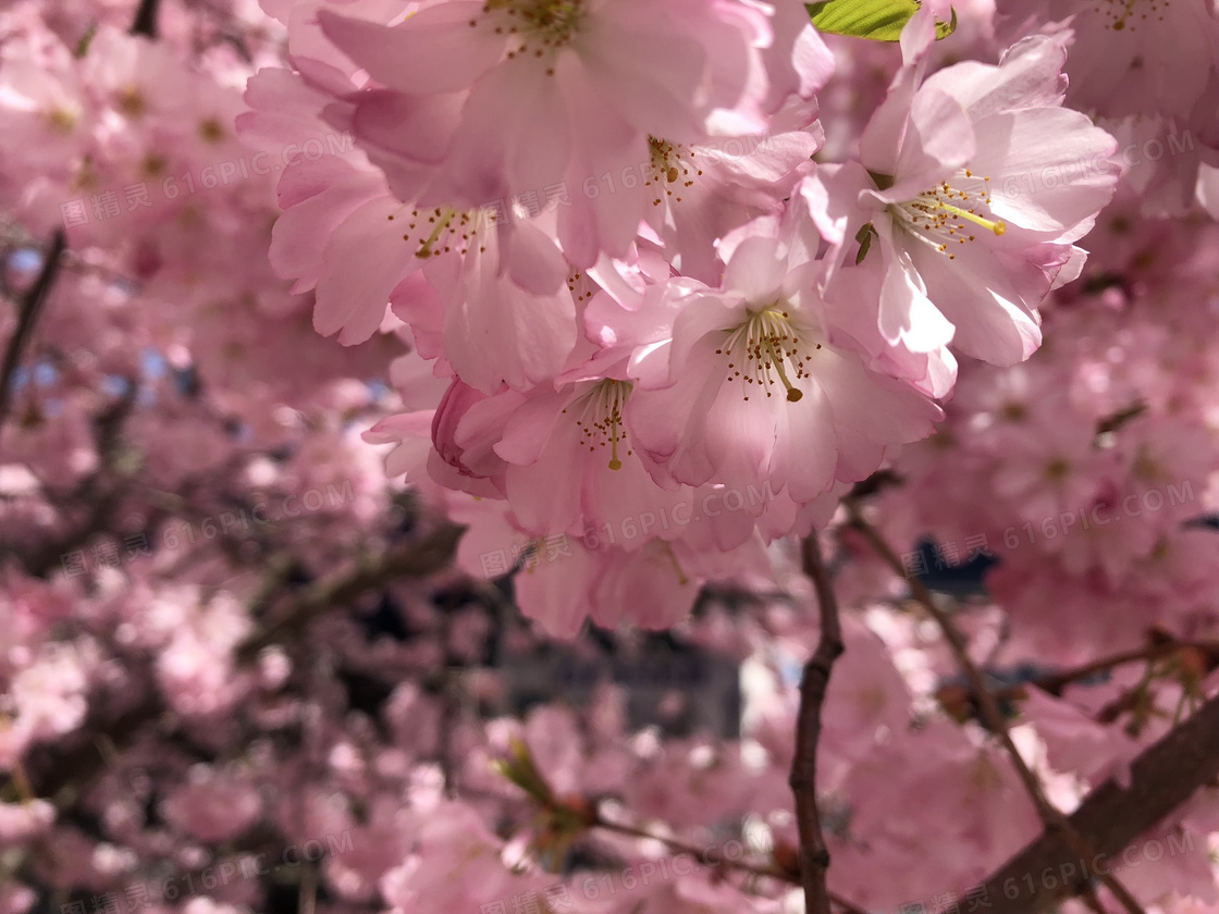 粉色浪漫櫻花圖片