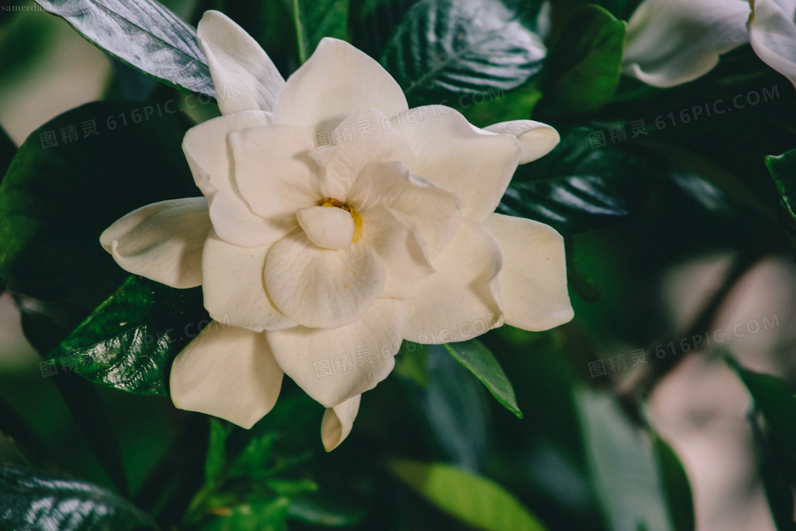 栀子花的图片(野生栀子花的图片)