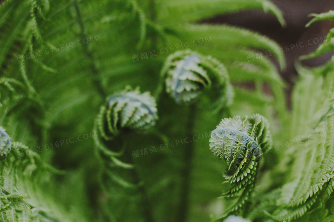 绿色蕨类植物摄影图片