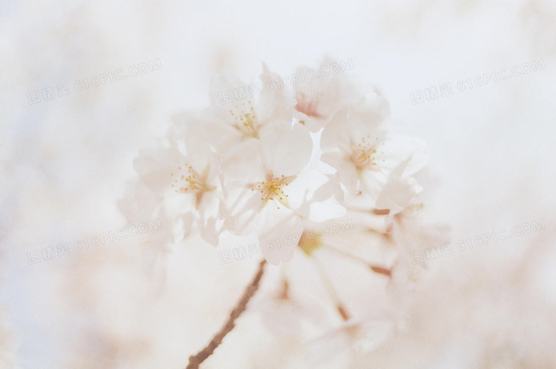 白色桃花唯美图片