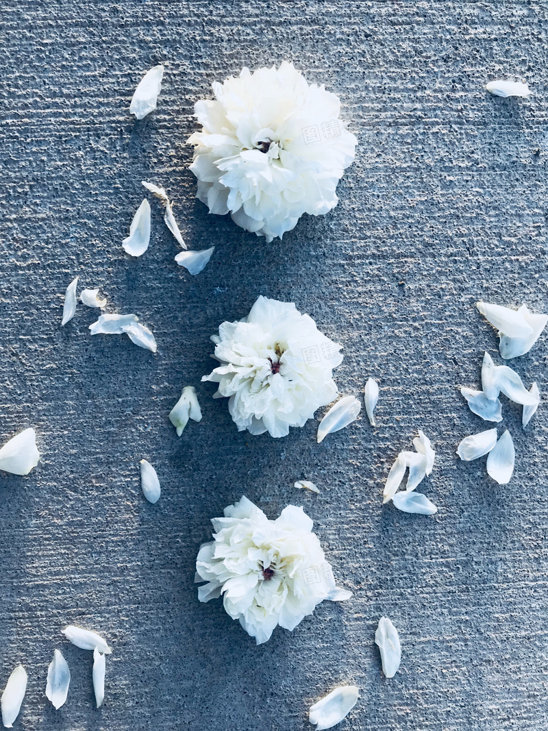 纯白色花朵图片