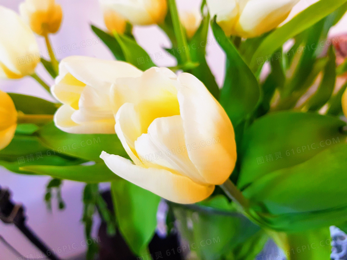 淡黄色郁金香花朵图片