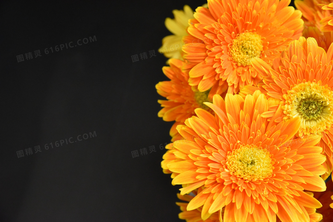 非洲菊花花朵摄影图片