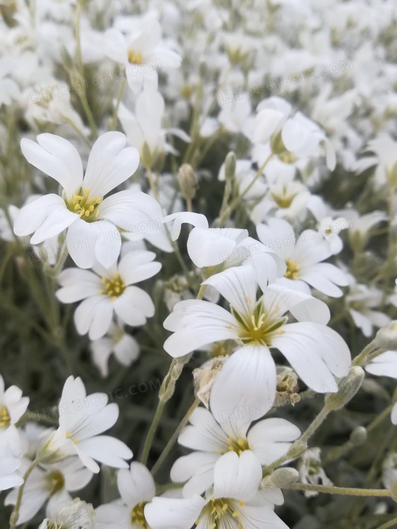 关键词:小清新白色小花清新小花白色小花小清新白花花朵花蕊花瓣小