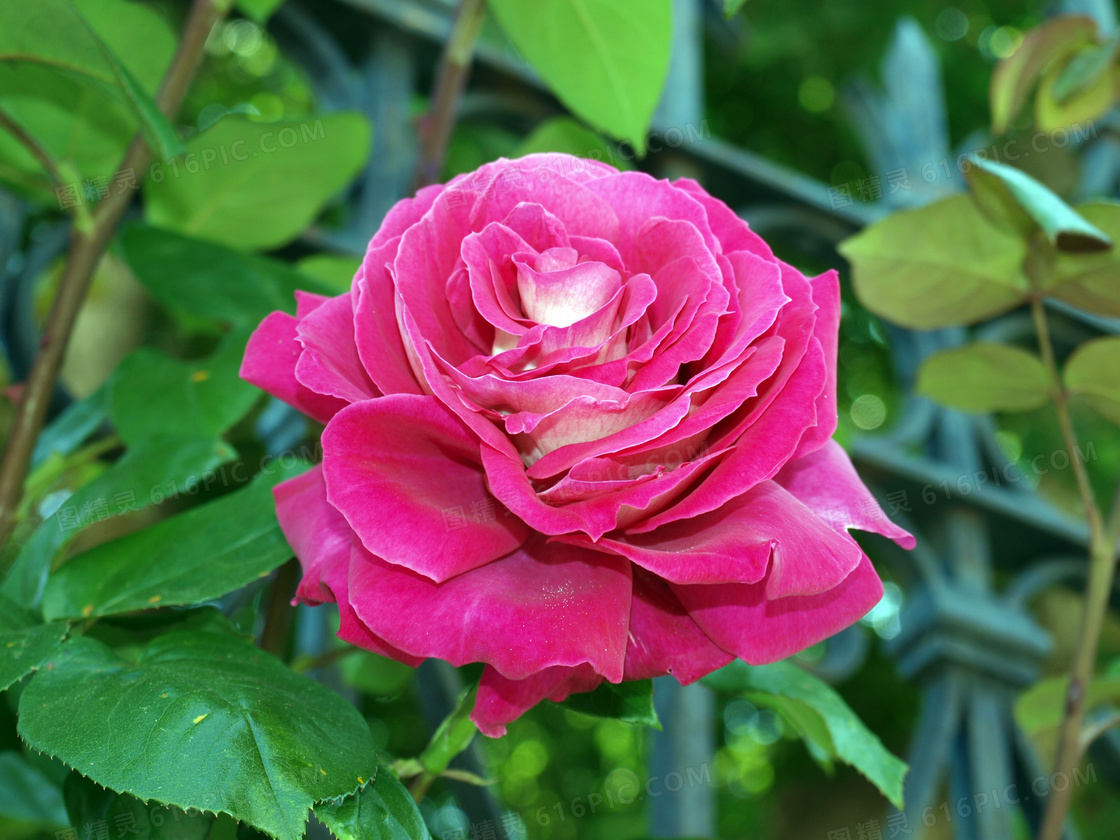 花园玫瑰花朵摄影图片