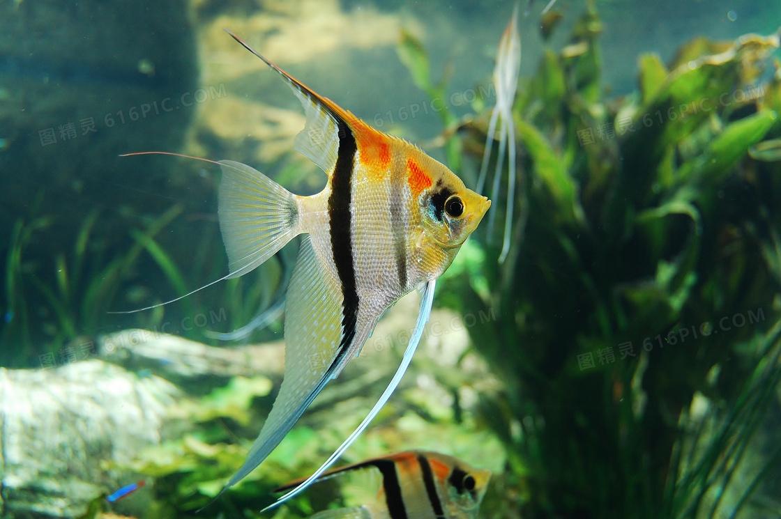 水族館觀賞金魚圖片