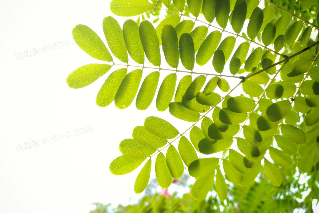 綠葉植物背景jpg圖片免費下載_編號vn3hgnkk1_圖精靈