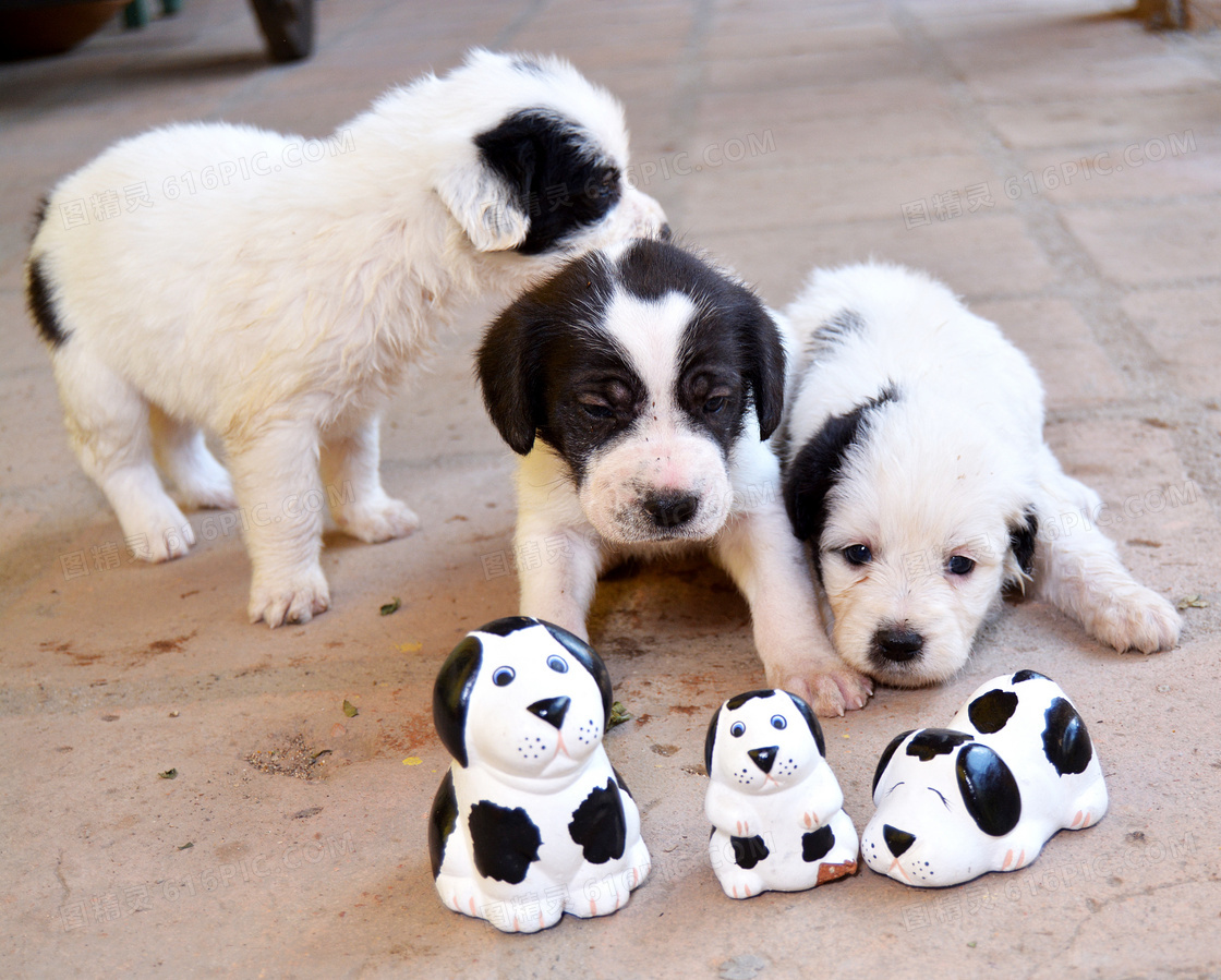 家养大型犬,家养中型犬,适合家养的霸气巨型犬(第8页)_大山谷图库