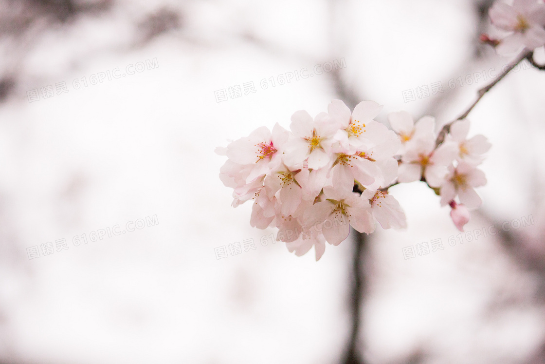 淡雅粉色桃花图片