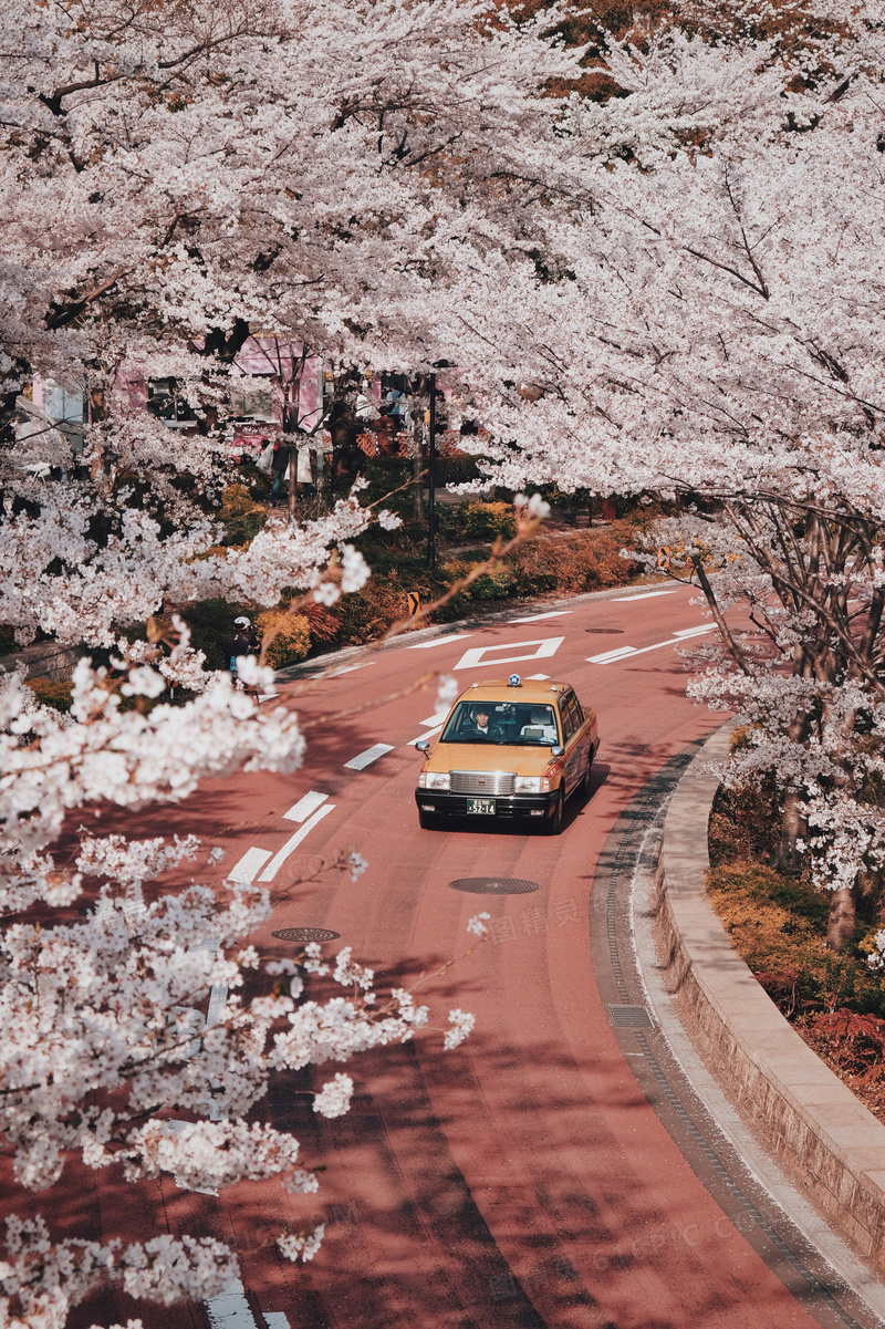 樱花公路唯美图片 樱花公路唯美图片大全