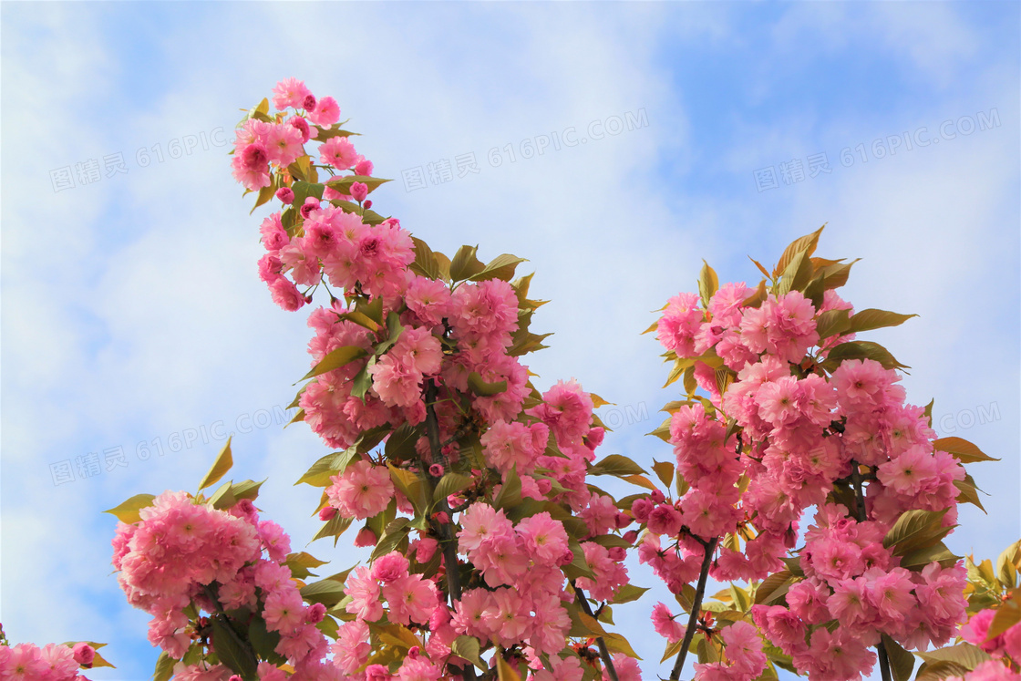 粉色樱花唯美摄影图片