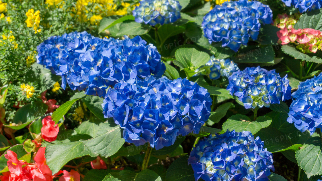 花园蓝色绣球花图片