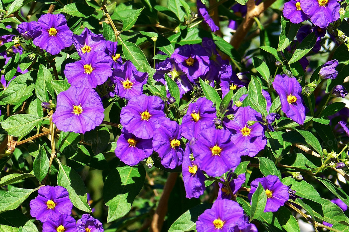 紫色鲜花摄影图片