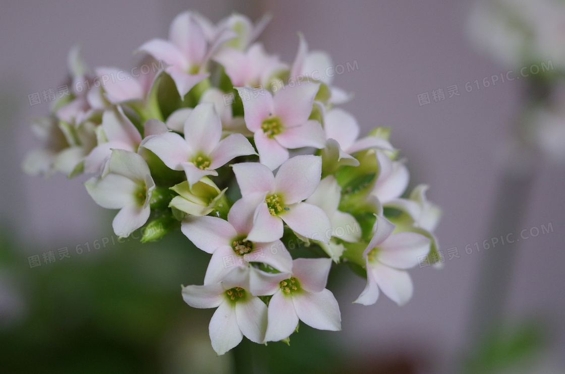 白色花朵唯美摄影图片