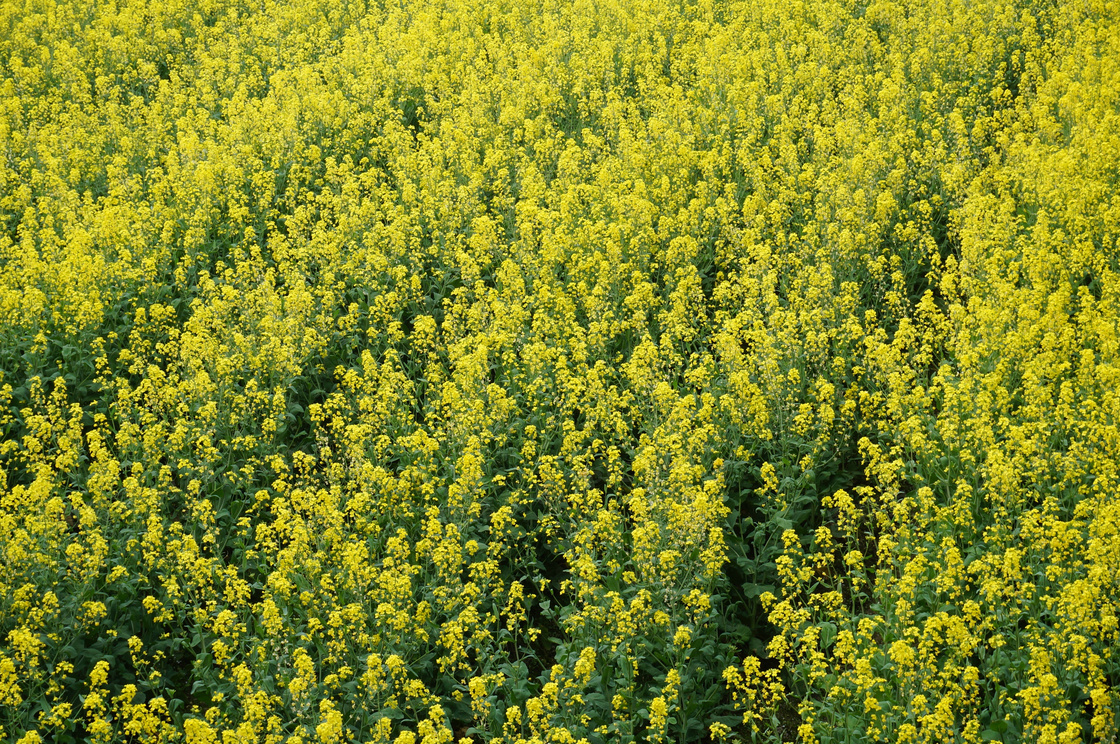 油菜花风景摄影图片