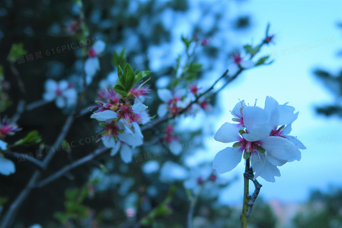 春天桃花風景圖片