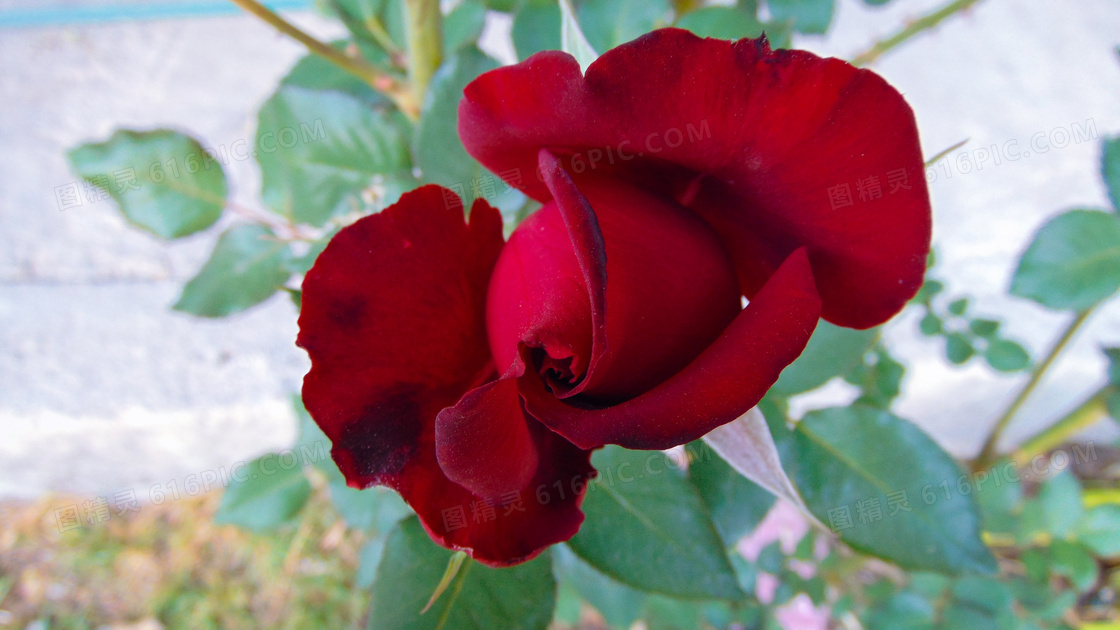 火红玫瑰花朵图片