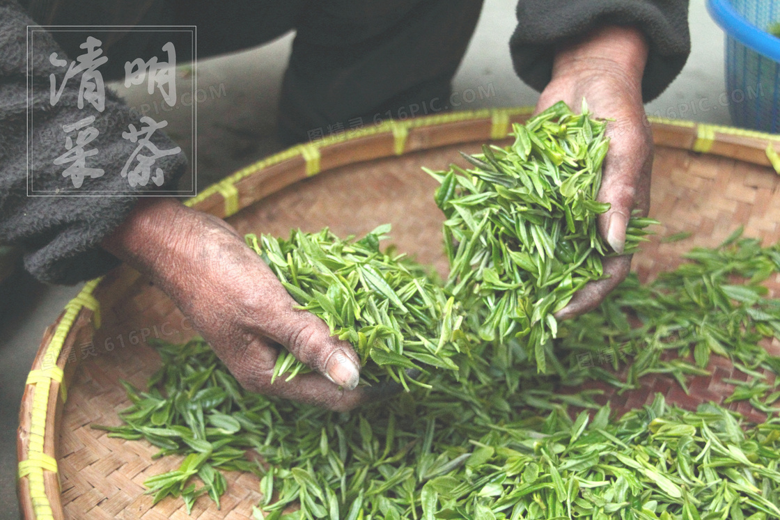 清明节采茶图片