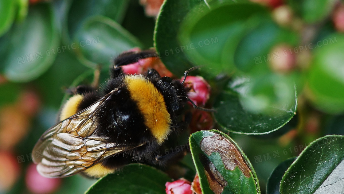 蜜蜂采蜜摄影图片