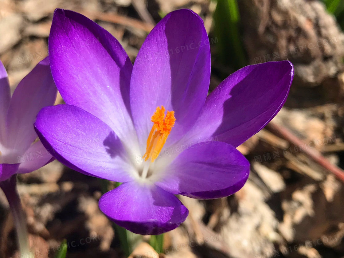 藏红花高清特写图片