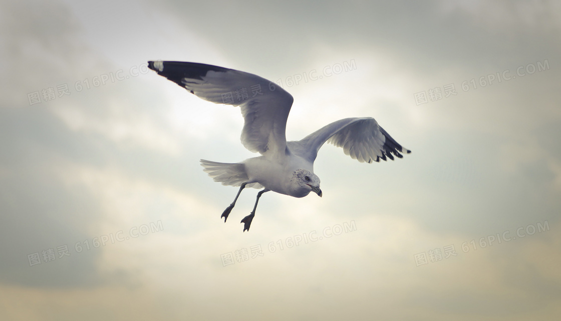 天空飞翔的海鸥图片